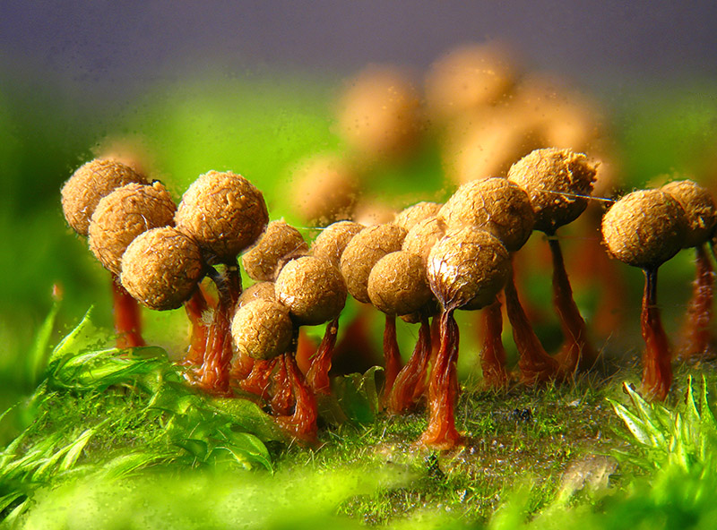 Cribraria argillacea